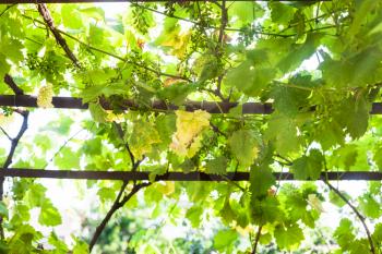 Green grapes in vineyard at rural backyard in summer day