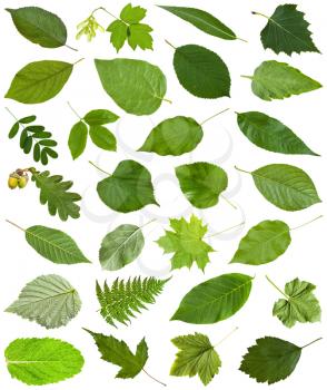 set of varuious green leaves isolated on white - hawberry, maple, acer, sambucus, elderberry, birch, fern, fraxinus, ash, oak, acorn, peppermint, honeysuckle, tilia, lime, caragana, acacia, etc