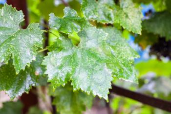 Wet green grape leaf on vine in the rain