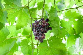 bunch of ripe dark red grapes in green foliage in summer day