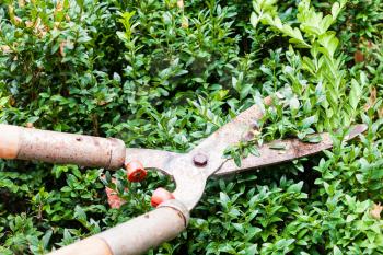 pruning boxwood bushes by garden pruners in summer day