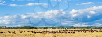 herd of cows grazing in agriculture field under blue sky with white clouds, Kuban, Russia