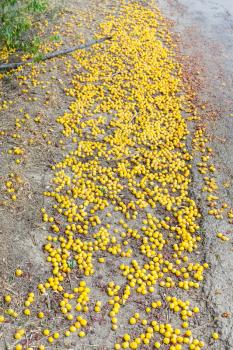 unharvested ripe yellow cherry plum fruits on roadside