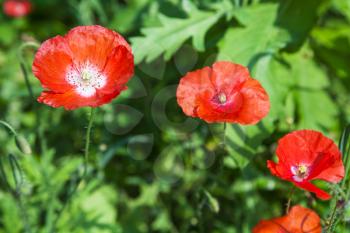 few red poppy flowers at green meadow in sunny summer day