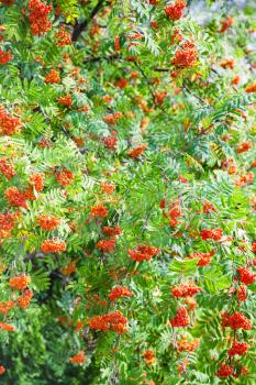 natural background - bunches of rowan on green tree in summer day