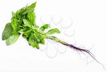 bunch of fresh cut green basil herb on white background