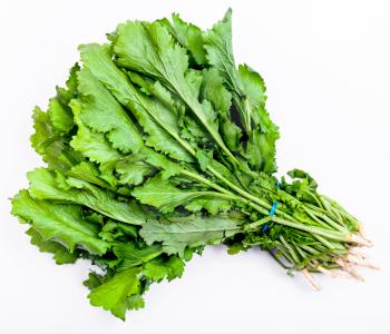 bunch of fresh cut green cress herb on white background