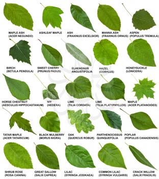 green leaves of trees and shrubs with names isolated on white background