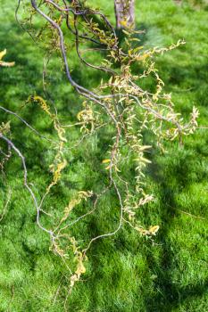flowering yellow catkins of salix tree (salix matsudana) and green grass at lawn in spring