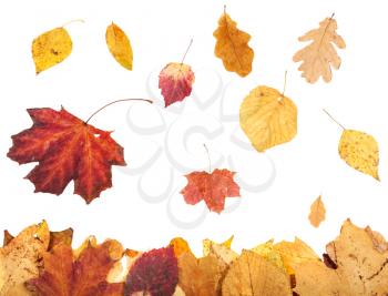 leaf litter and falling autumn leaves isolated on white background