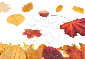 leaf litter and falling yellow and red leaves isolated on white background