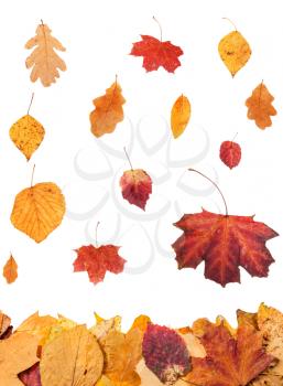 autumn season - collage from falling leaves isolated on white background