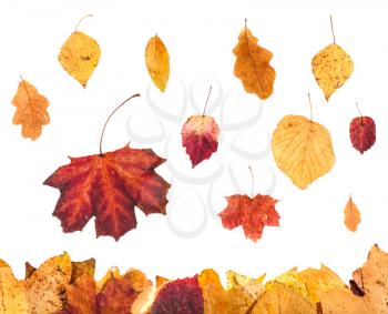 autumn season - collage from red and yellow leaves isolated on white background
