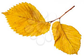 twig with yellow autumn leaves of elm tree isolated on white background
