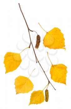 twig with yellow autumn leaves of birch tree isolated on white background