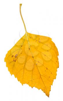 yellow fallen leaf of birch tree isolated on white background