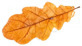 yellow dried leaf of oak tree isolated on white background