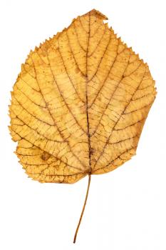 yellow autumn leaf of linden (Lime tree, Tilia ) isolated on white background