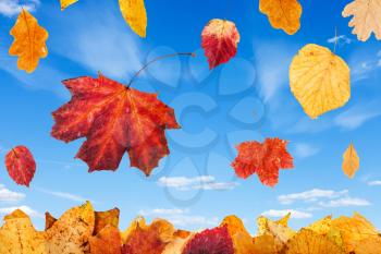 falling red and yellow autumn leaves and blue sky with little white clouds on background