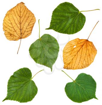 set from green and autumn yellow leaves of Tilia tree (lime tree, linden) isolated on white background