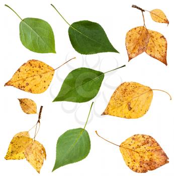 set from green and yellow autumn leaves of black poplar tree (populus nigra) isolated on white background