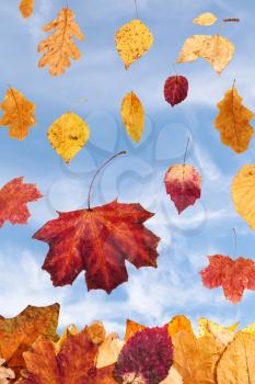 falling autumn leaves and cloudy blue sky on background
