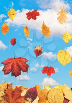 falling autumn leaves and blue sky with white clouds on background