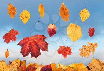 falling autumn leaves and sky with rain clouds on background