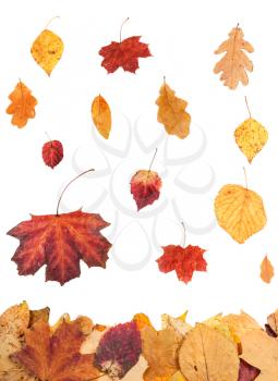 seasonal collage - autumn leaves falling on leaf litter isolated on white background
