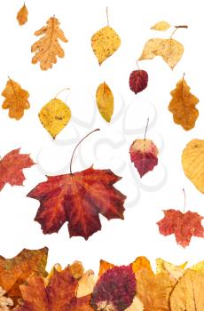 seasonal collage - many autumn leaves falling on leaf litter isolated on white background
