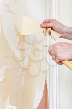 renovation of apartment, wallpapering: cleaning of walls. Removing of wallpaper backing from the wall.