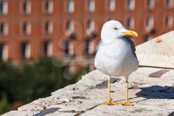 travel to Italy - urban gull on wall of Castle St Angel in Rome city