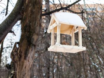 wooden bird feeder on tree branch in urban park in winter