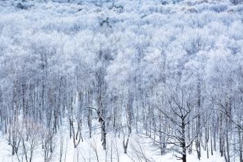 above view of forest covered by snow in cold winter morning