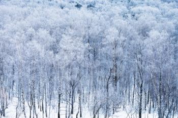 above view of birch grove in snow in cold winter morning