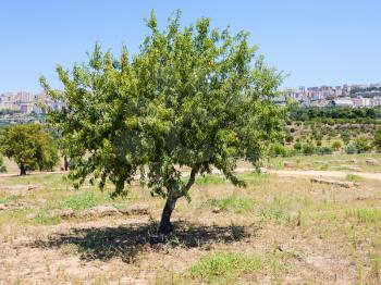 agricultural tourism in Italy - peach tree and view of Agrigento town from Valley of the Temples in Sicily