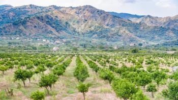 agricultural tourism in Italy - tangerine trees in Alcantara region of Sicily