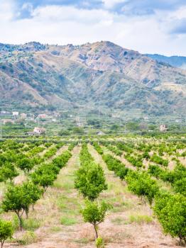 agricultural tourism in Italy - tangerine garden in Alcantara region of Sicily