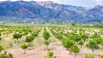 agricultural tourism in Italy - tangerine trees in garden in Alcantara region of Sicily