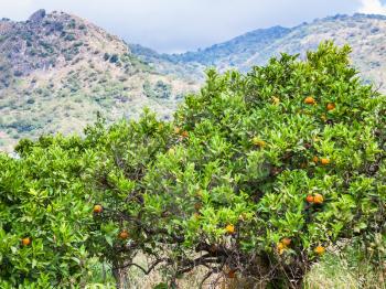 agricultural tourism in Italy - tangerine trees with ripe fruits in garden in Sicily