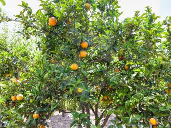 agricultural tourism in Italy - ripe oranges on tree in Sicily