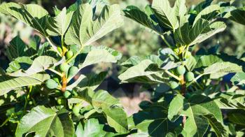 agricultural tourism in Italy - immature fruits of fig tree in Sicily