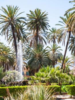 travel to Italy - green palms in public garden Villa Bonanno in Palermo city in summer in Sicily