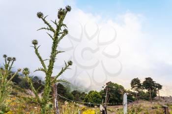 travel to Italy - thistle bush over clouds in Nebrodi Mountains in Etna region of Sicily