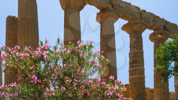 travel to Italy - oleander bush and column Temple of Juno (Hera) in Valley of the temples in Agrigento in Sicily