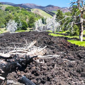 travel to Italy - many burned trees in hardened lava flow on slope of Etna volcano in Sicily