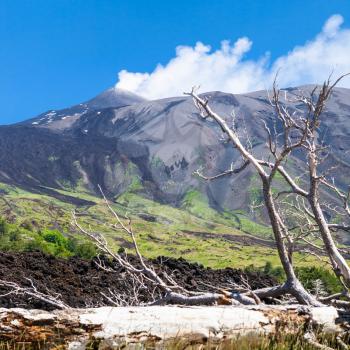 travel to Italy - broken tree in hardened lava flow on slope of Etna volcano in Sicily
