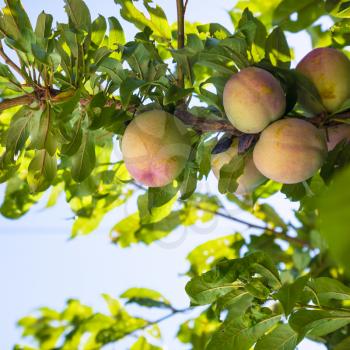 agricultural tourism in Italy - peach fruits on tree in Sicily in summer