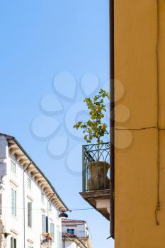 travel to Italy - lemon tree on balcony of urban house in Verona city in spring