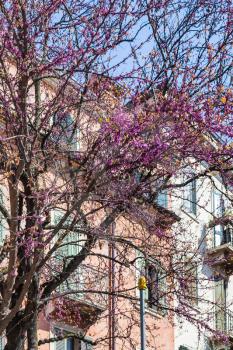 travel to Italy - flowering of cercis siliquastrum (judas tree) in Verona city in spring